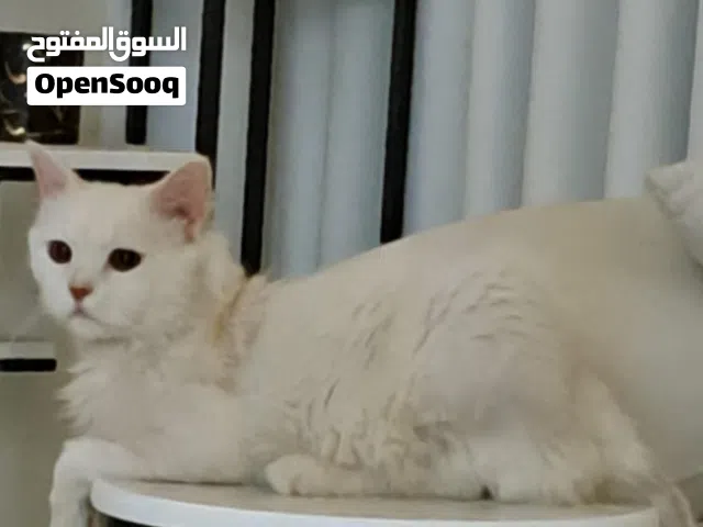 قط ذكر شيرازي للتبني مجانا