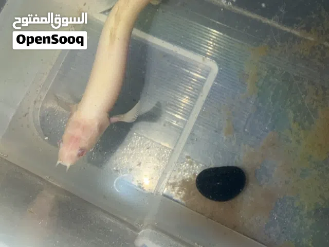 سمكة ثعبان