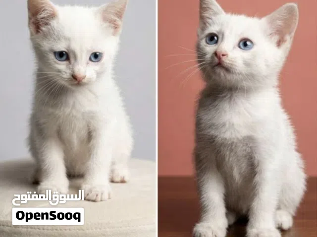 قطط صغار عمر شهرين بالضبط
