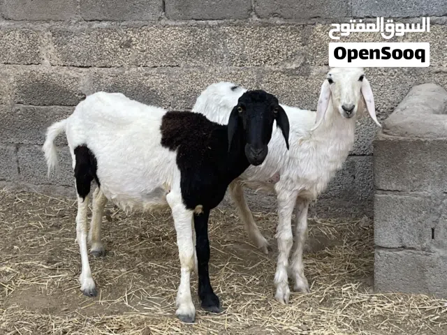 جاعده كشميري وحملة أقراء الوصف