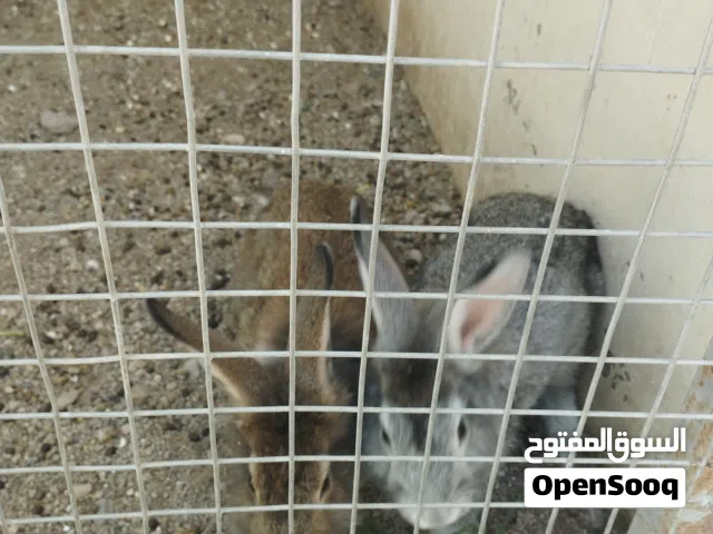 أرانب هجين هولندي عماني