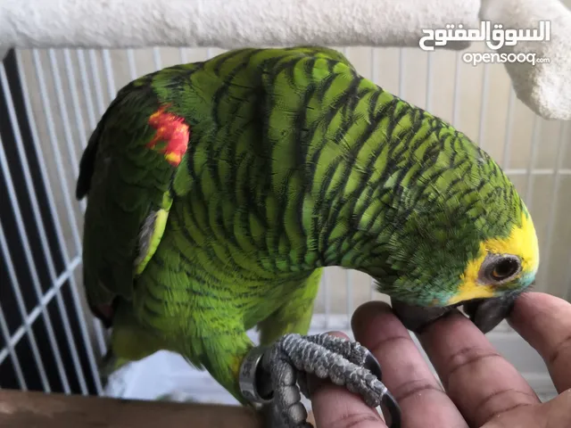 طير امزون amazon