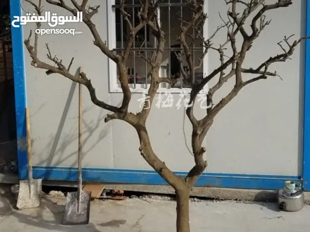 مطلوب جذع شجرة لاعمال يدوية