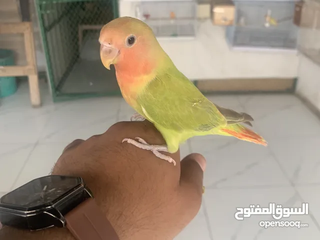 Birds Shope Al Riyadh Naseem
