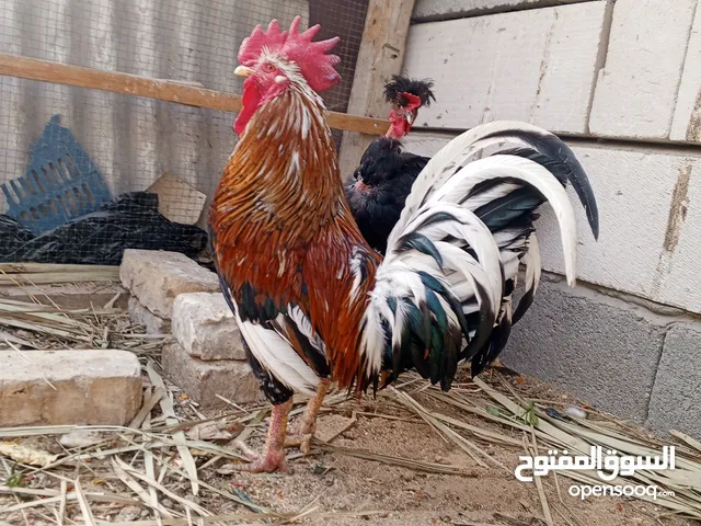 ديج ودجاجه مال بيت ونضيفات وبياضه مكاني ال حيانيه