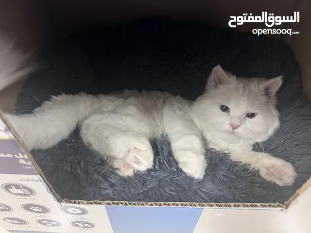 Persian cat , age 1 year fully vaccinated , dewormed. She is very playful and very adorable .