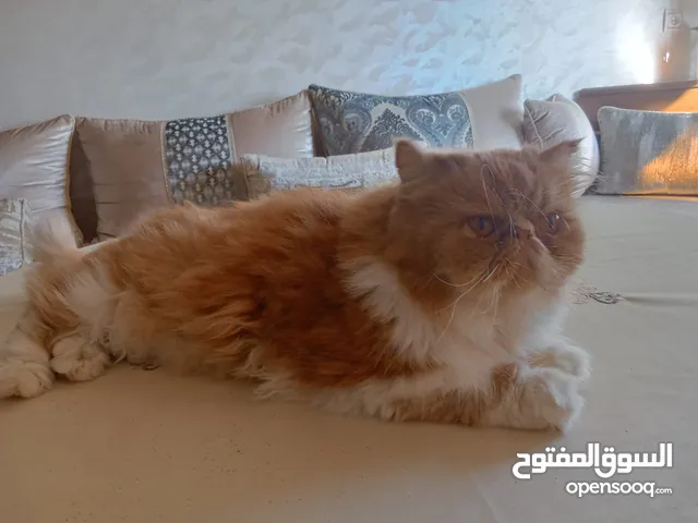 Superbe chat Persan,, en excellente santé. Très calme, affectueux et joueur.