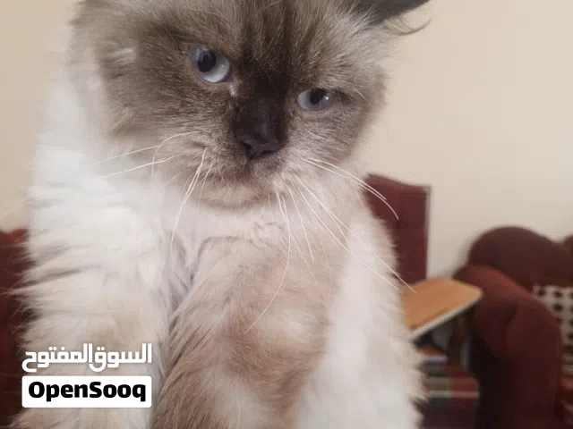 قطة للتبني اجت على بيتي بدور الها على شخص يتبناها