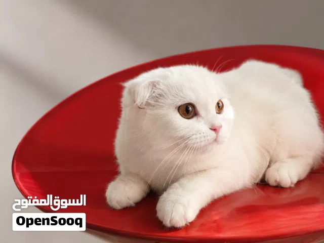 قطط جميلة متوفرة  اقرأ الوصف