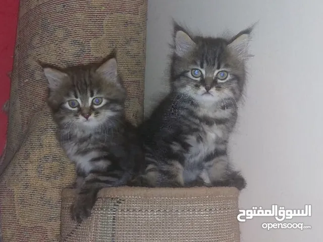 ثلاثه قطط عمر شهرين للبيع