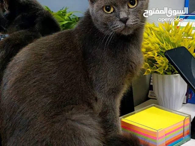 سكوتش ستريت للبيع