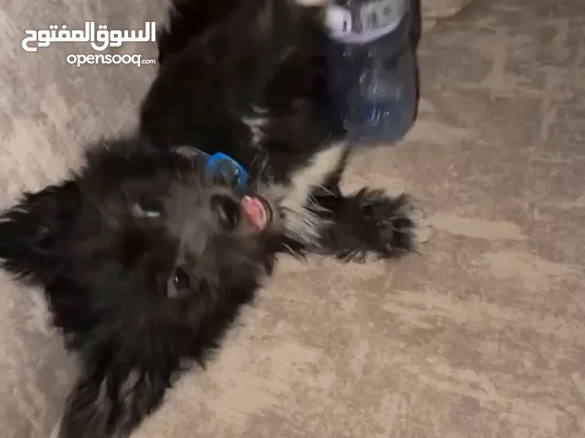 انثى للبيع