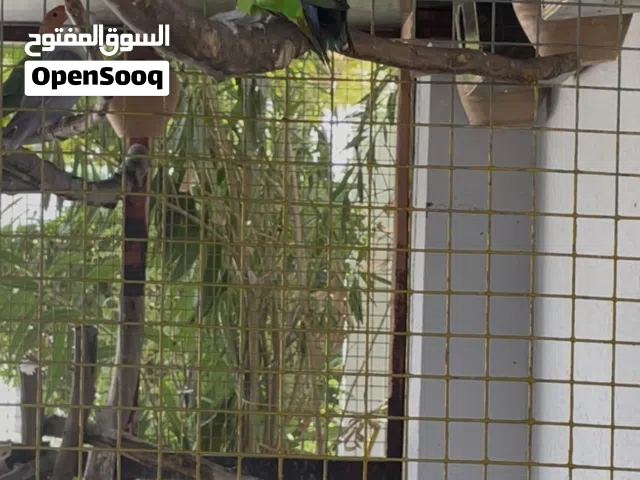للبيع فيشر