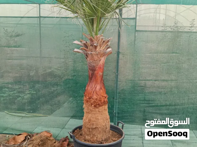 نخيل واشنطونيه