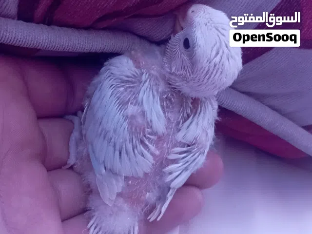 أقرا الوصف