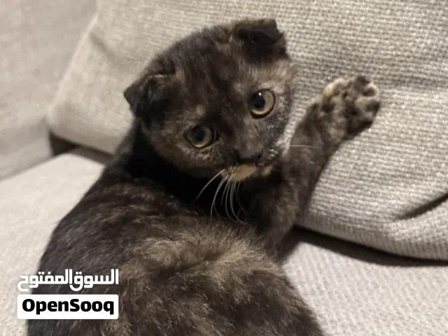 للبيع قطة سكوتش فولد جميلة بعمر شهرين ونصف.. Scottish Fold kitten for sale, 2.5 months old