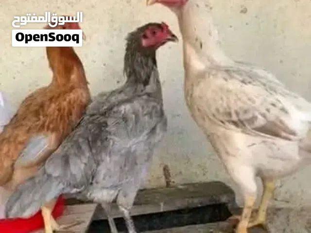 متاح للبيع شلع اعمار 6 اشهر الزوج ب 25 واعمار 3 اشهر الزوج ب 15