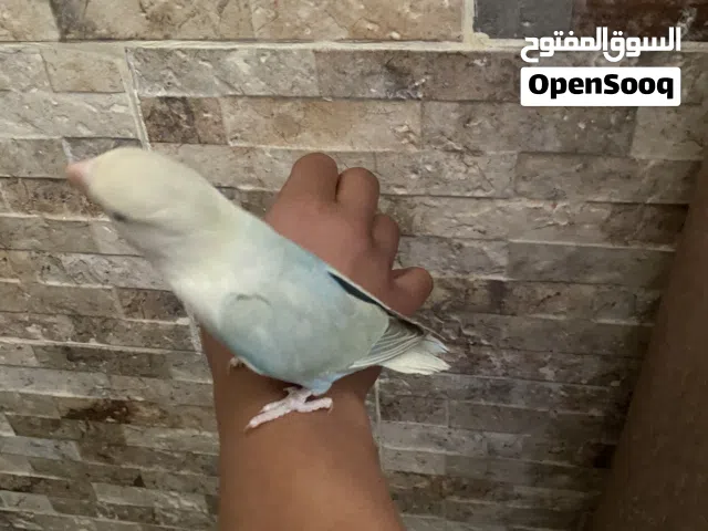بيغاء روز هدد للبيع