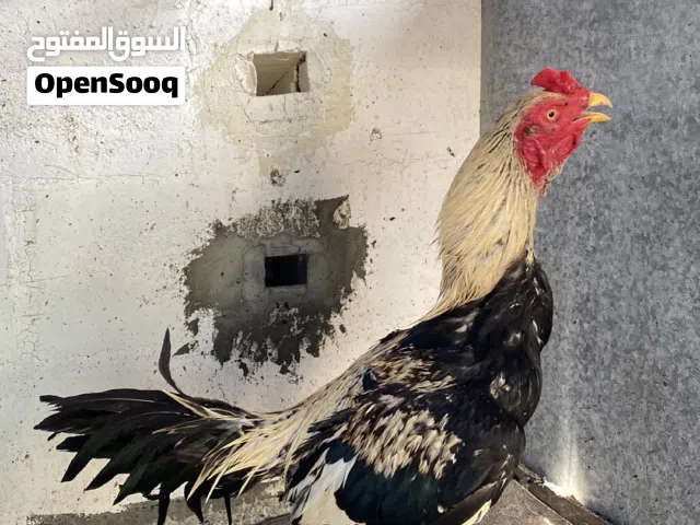 اقرأ الوصف