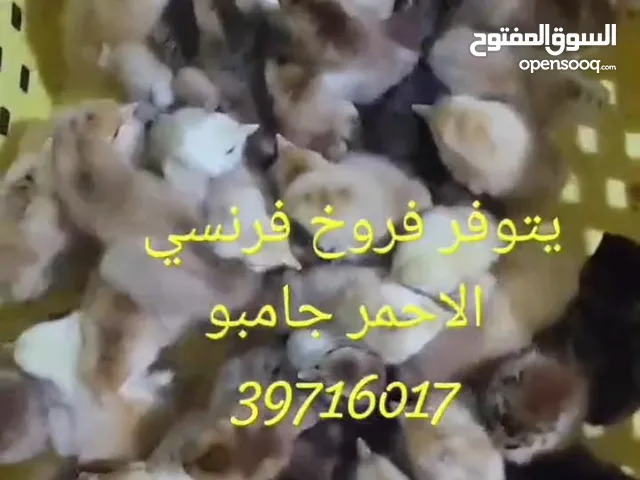 يتوفر فروخ فرنسي الاحمر حجم جامبو