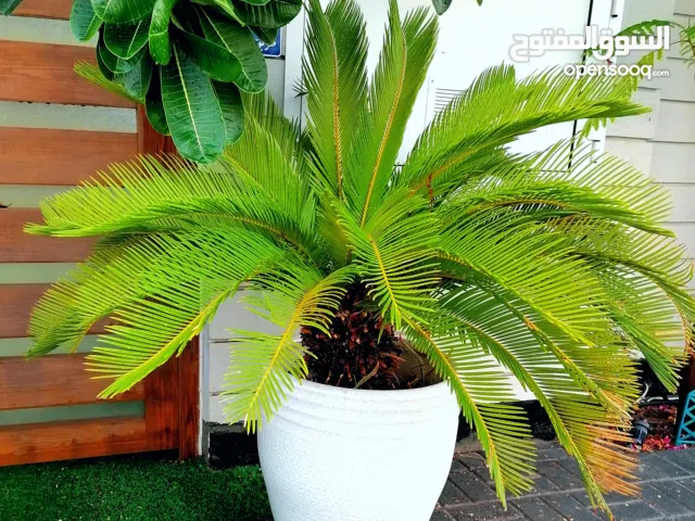 شجيرات السايكس