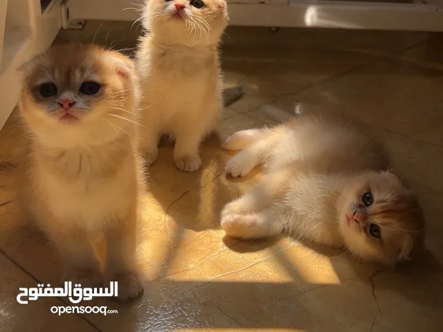 قطط مميزه من فصيلة Scotish fold NY12