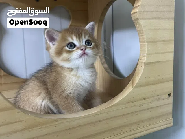 سكوتش ستريت ny 12