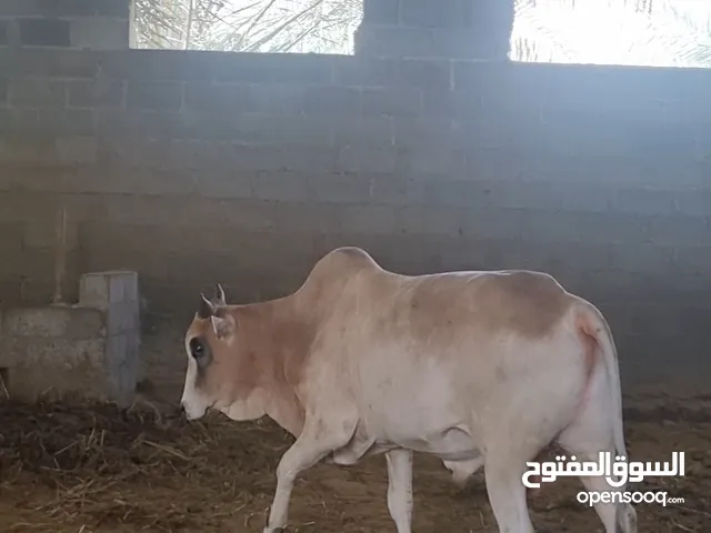 ثور صومالي سمين