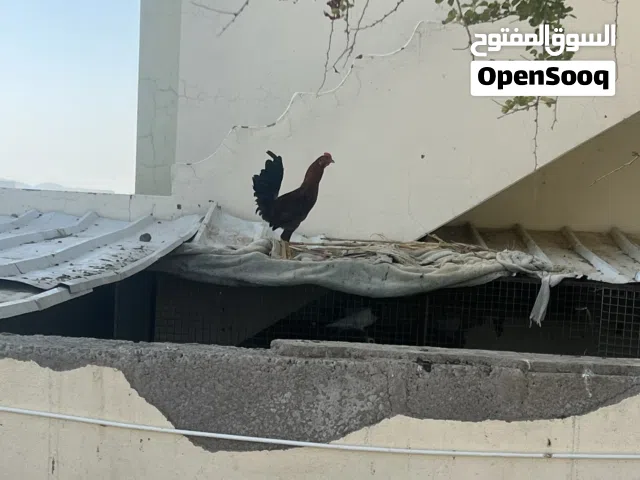 دجاج وحقم للبيع