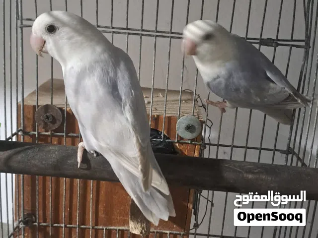 جوز روز بلد اوبلاين مصوقر باذن الله حاجة مضمونة