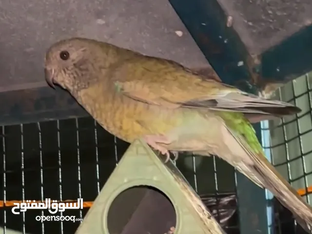 زوج رد رام اللون واضح فالفيديو بيعة مستعجلة