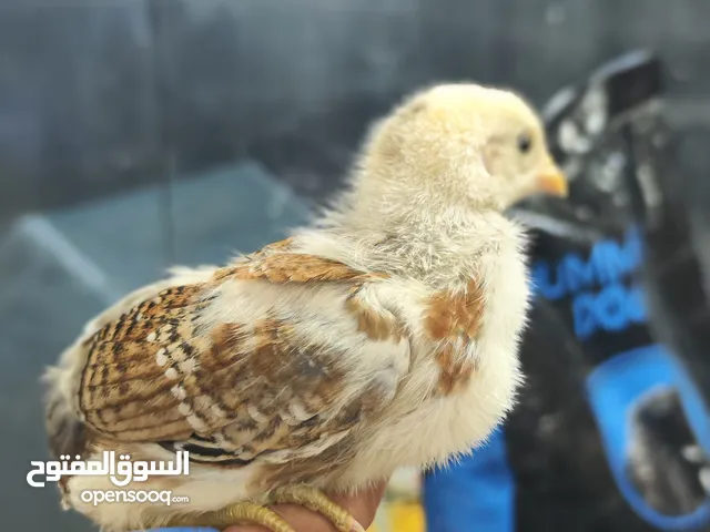 صوص بلدي دجاج 100٪ اشتري و ربي ولا تاكل مهرمن