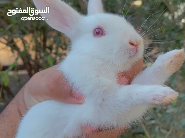 أرانب فرنسية وهولندية