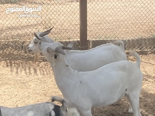 تيوسه صوماليات