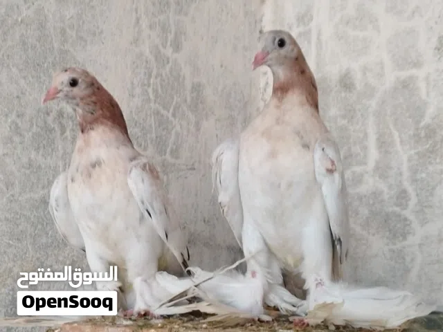 خوت عش هزاز مبروصات