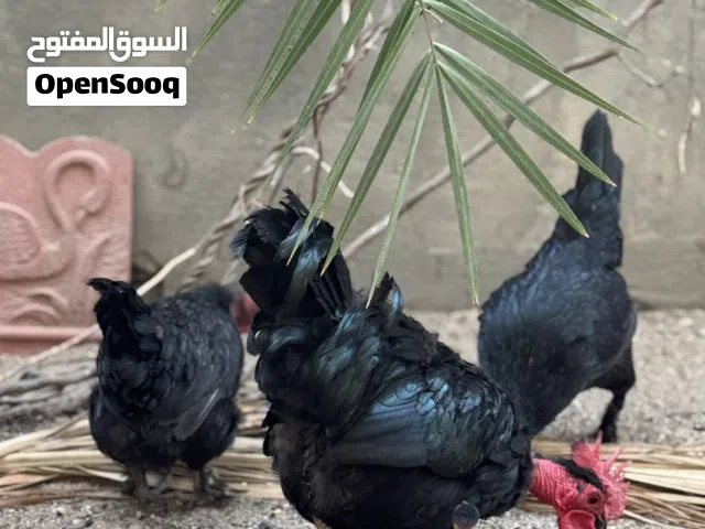 سيت دجاج نقي