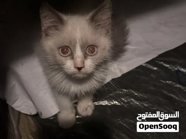 قط هملايا للبيع