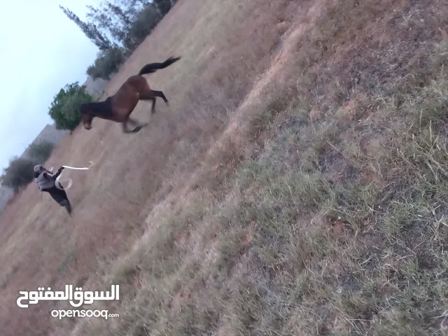 حصان 5 سنه