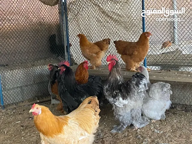 دجاج برهما وكوشن