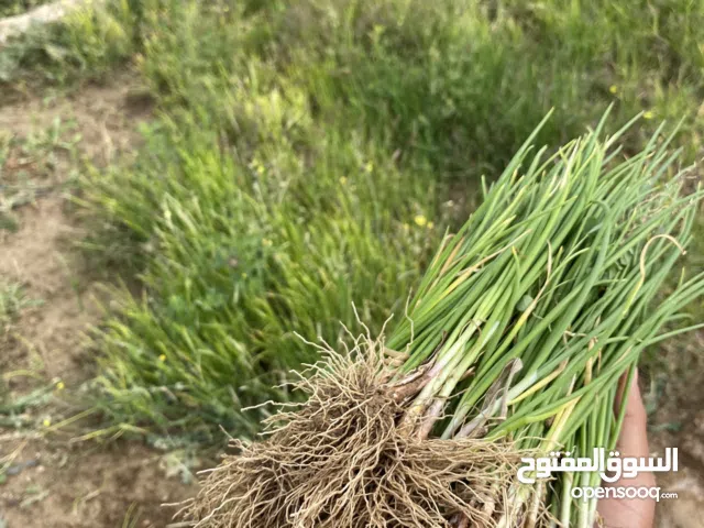 للبيع بذار بصل احمر