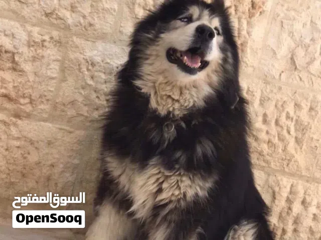 كلب هاسكي ذكر