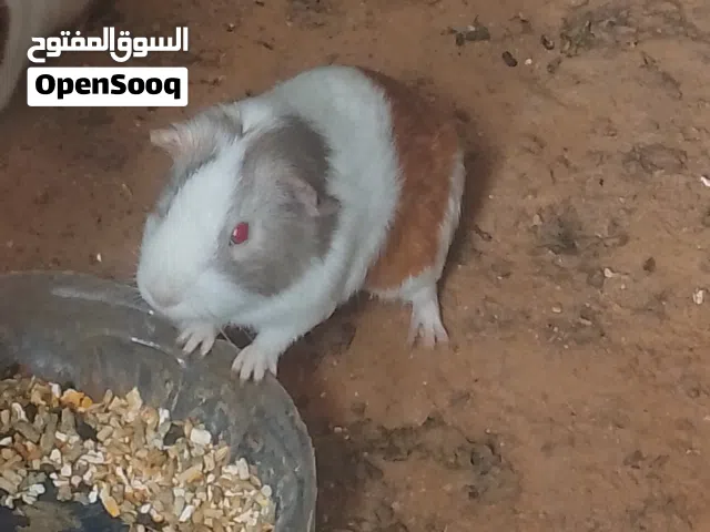 السلام عليكم