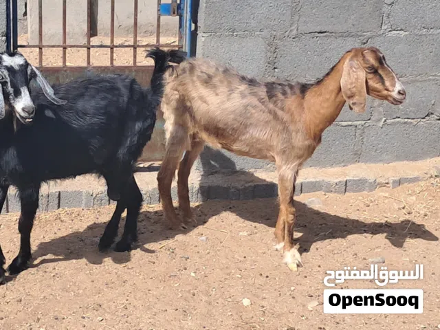 راسين غنم عارضي ما شاء الله لي يباهن تربيه ممتازات ب90 بهنتهن