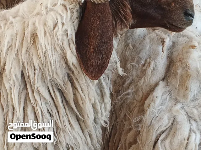 خروف نعیمی