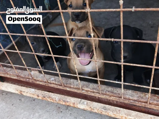كلاب للبيع بيتبول ولام للبيع العمر 46يوم ماشالله صحه نضافه ممتازة يوكلو تواصل واتس اب