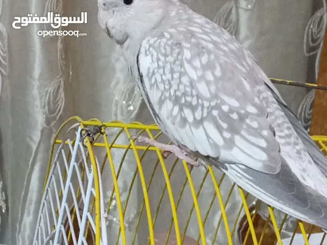 كوكتيل انثى للبيع السعر 40