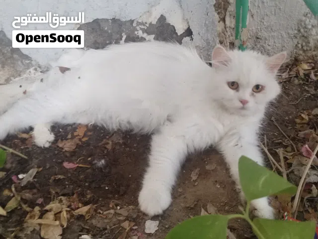 سنوره شيرازيه