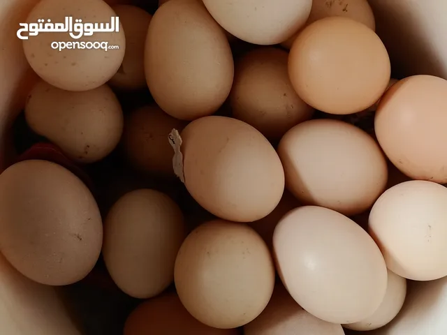 بيض عرب اصل .