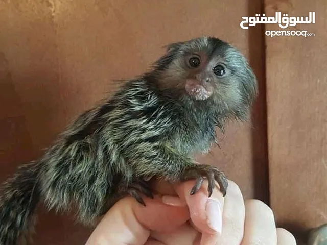 Baby marmoset