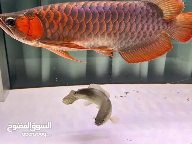 سمكة أروانا ذهبية للبيع. تواصلوا معنا إذا كنتم مهتمين بشراء سمكة أروانا.